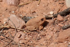 Anaxyrus microscaphus