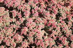 Trianthema triquetrum