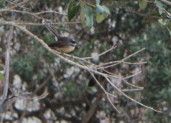 Rhipidura fuliginosa placabilis