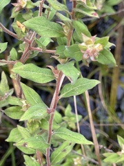 Ludwigia pilosa