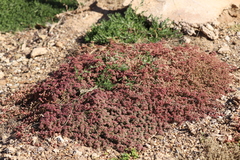 Trianthema triquetrum