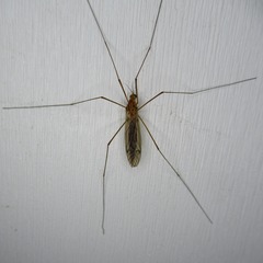 Nephrotoma ferruginea