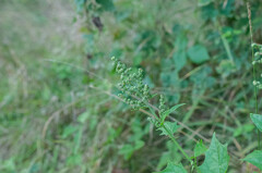 Chenopodiastrum hybridum