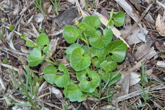 Calystegia soldanella