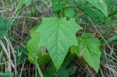 Chenopodiastrum hybridum