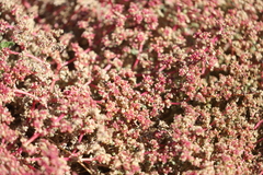 Trianthema triquetrum