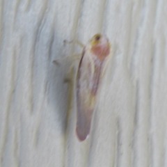 Omolicna