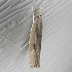 Parapediasia teterrellus