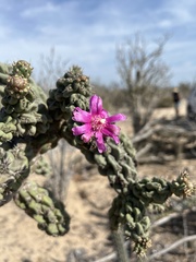 Cylindropuntia cholla