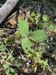 Fragaria virginiana