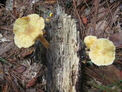 Gymnopilus penetrans