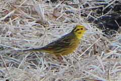 Emberiza citrinella caliginosa