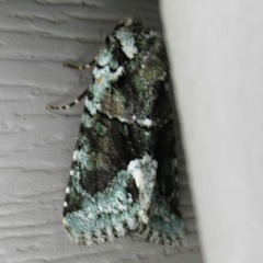 Lacinipolia explicata