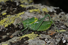 Polysarcus denticauda