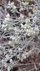 Pseudognaphalium beneolens