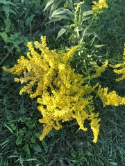 Solidago juncea