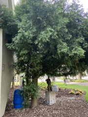 Calocedrus