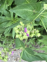 Mirabilis nyctaginea