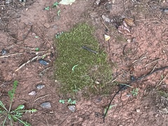 Leucobryum glaucum