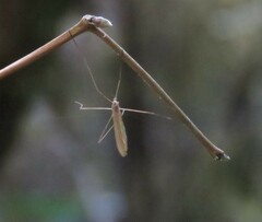 Limoniidae