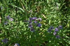 Canadanthus modestus