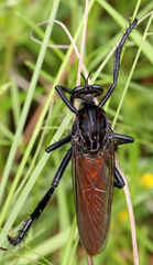 Archilestris magnificus