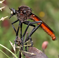 Archilestris magnificus
