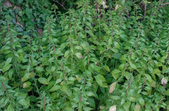 Parietaria officinalis