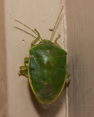 Glaucias