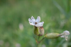 Microbotryum lychnidis-dioicae