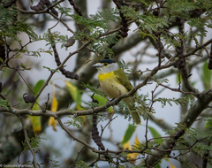 Pachyramphus viridis