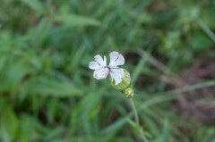 Microbotryum lychnidis-dioicae