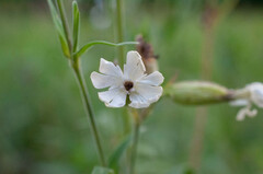 Microbotryum lychnidis-dioicae