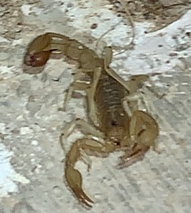 Paravaejovis spinigerus