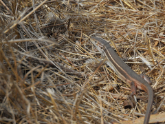 Psammodromus algirus