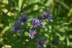 Canadanthus modestus