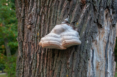Fomes fomentarius