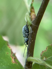 Cyrtepistomus castaneus