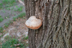 Fomes fomentarius