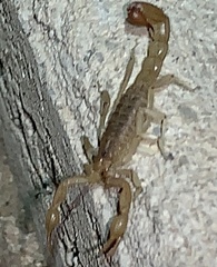 Paravaejovis spinigerus