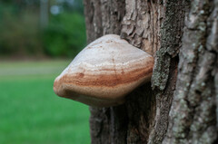 Fomes fomentarius