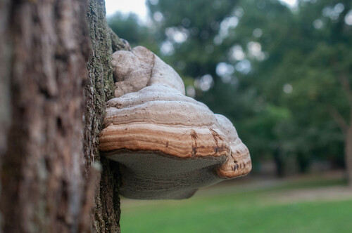 práchnovec kopytovitý (Fomes fomentarius)