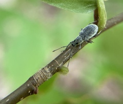 Cyrtepistomus castaneus