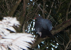 Hemiphaga novaeseelandiae novaeseelandiae