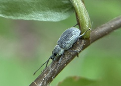 Cyrtepistomus castaneus