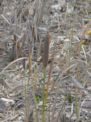Typha angustifolia