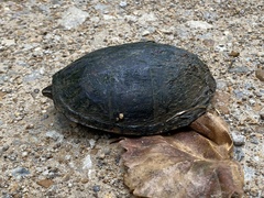 Sternotherus odoratus