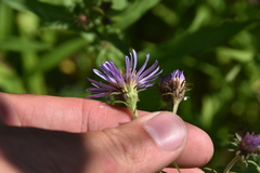 Canadanthus modestus