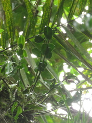 Epidendrum weerakitianum