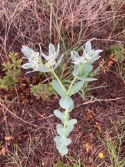Euphorbia marginata